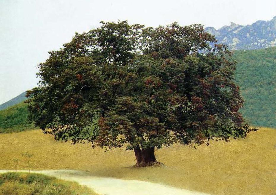 三巨里榉树
三巨里榉树是位于开城市的一棵树。
据传，1590年顷种植了三巨里榉树