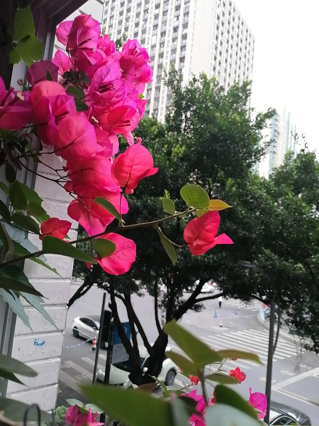 我们家的三角梅花
开出了春天的繁华
如果万物皆是有灵
这花开是灵之一现