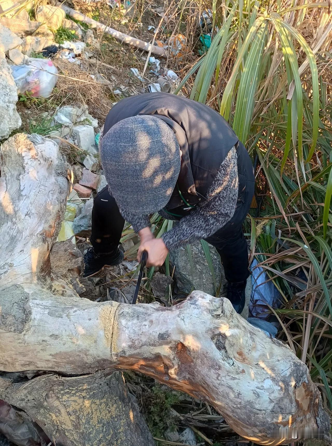 连续两年大年初一去绍兴金庭镇四明山捡个柴(财)，锯(聚)财。
图一，2025年大