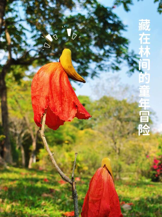 趣探自然05｜春天颁给童年的勋章