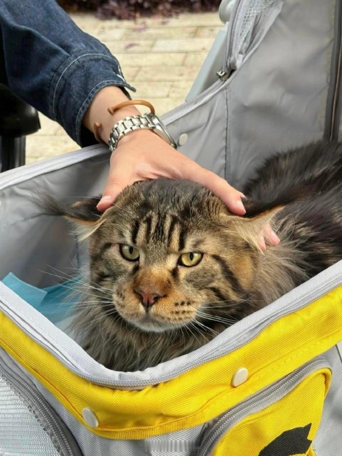 被蜜蜂蛰到嘴巴的小猫 ​​​