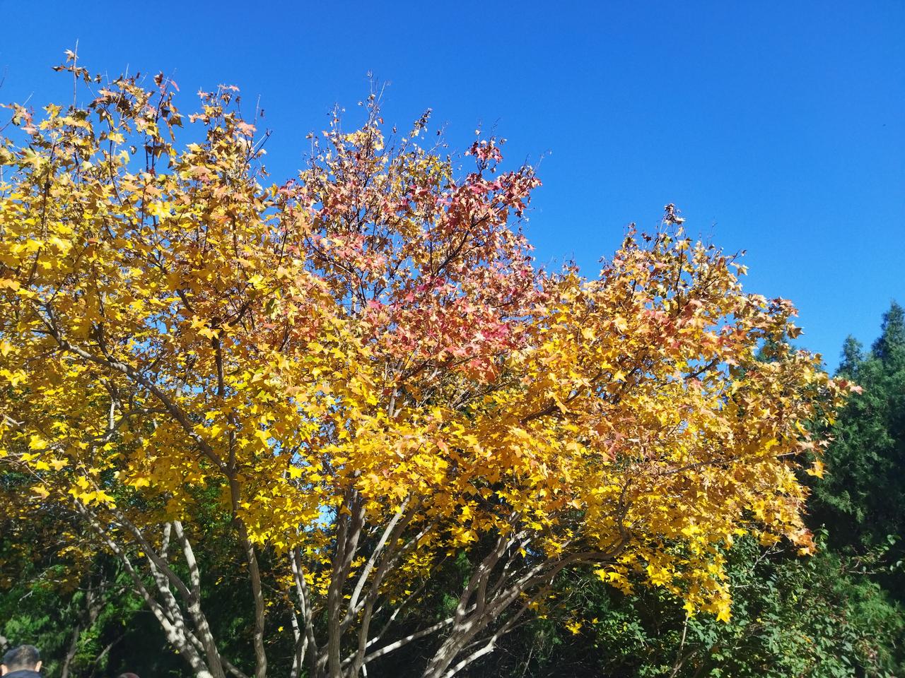 日子一天天的过得真快。这不马上就2026了。