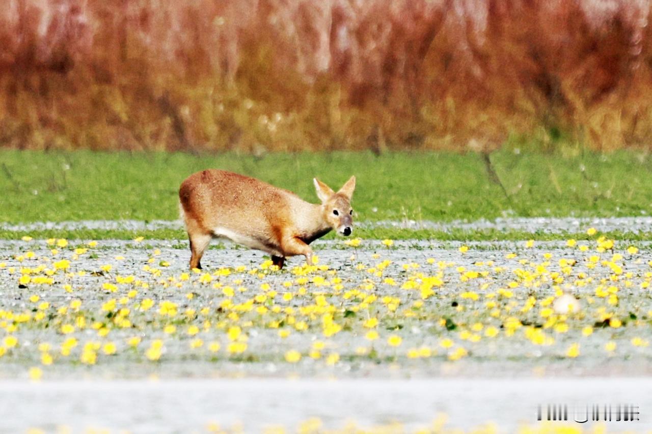 国家二级保护动物：河麂
（拍摄于江西永修吴城镇朱市湖）