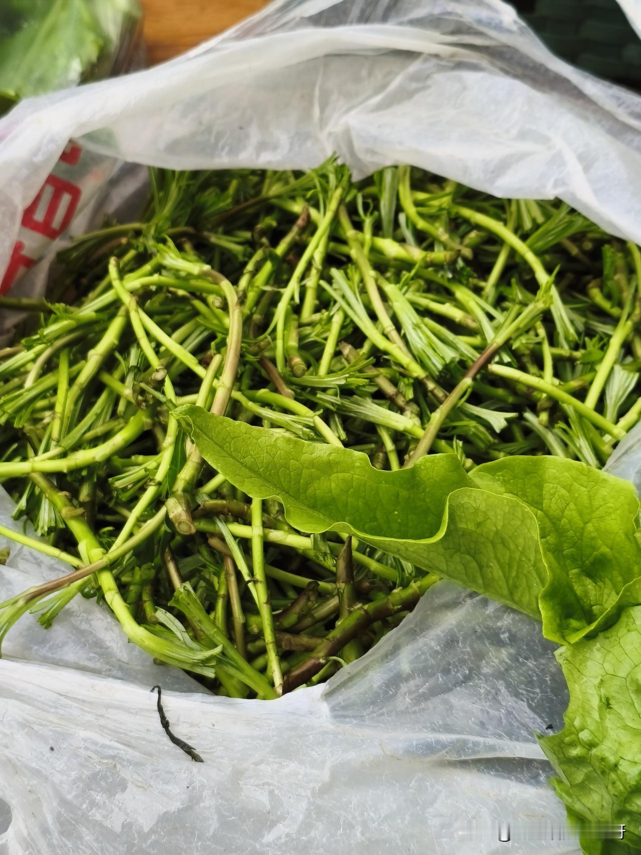 湖北应城，应城的朋友来说一下图片上这个菜为什么这么贵呀，一斤要卖到15块钱，刚开