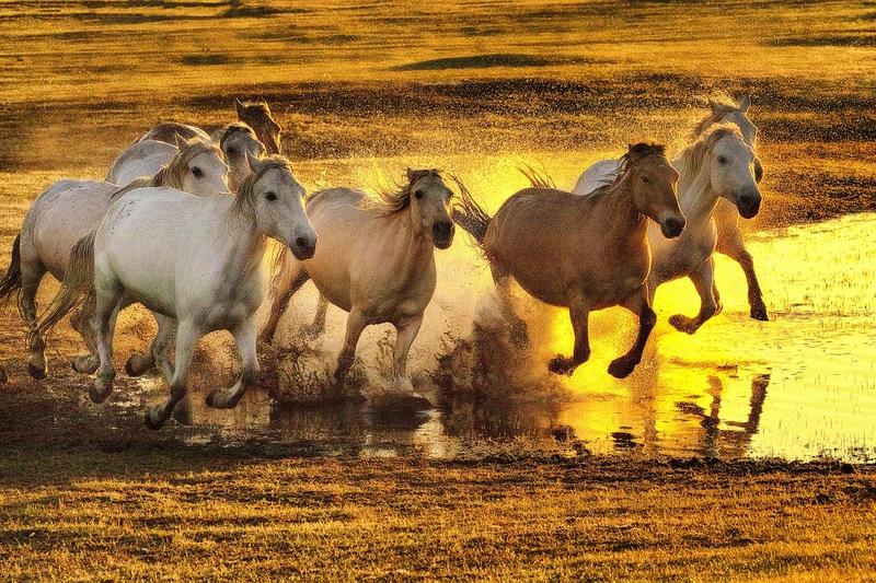 一人一句新年祝福 2026马年到啦！愿大家如骏马般一马当先，不止步地向前冲，在万