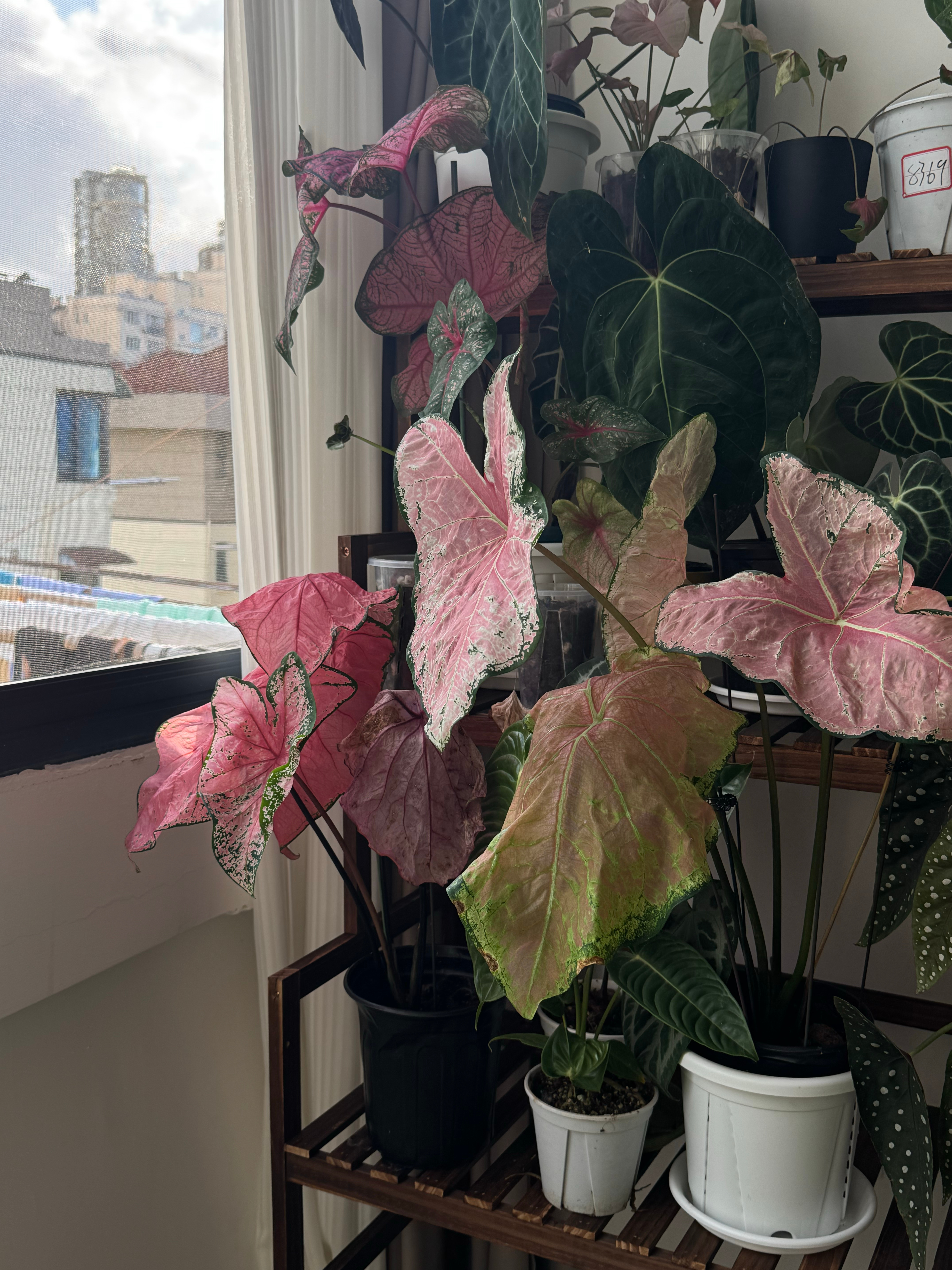 来到上海一年，好像最近才找到一点在这里生活的节奏。我是个适应能力很弱的人，我能接