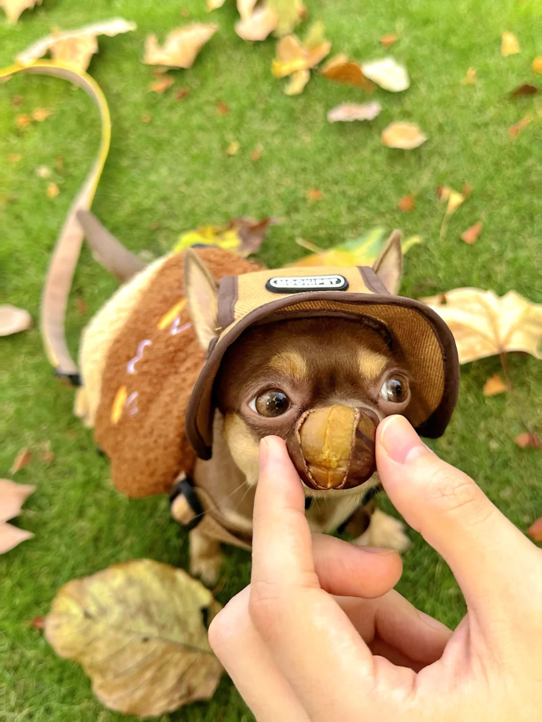 秋天是栗子味的🌰