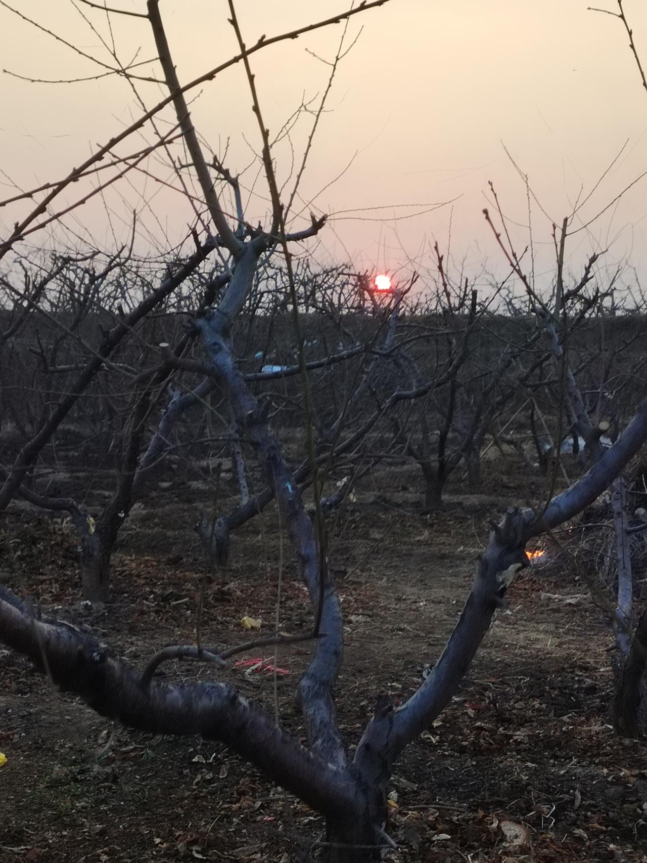 晒图笔记大赛 夕阳西下，果园静谧，红日余晖洒满枝头。