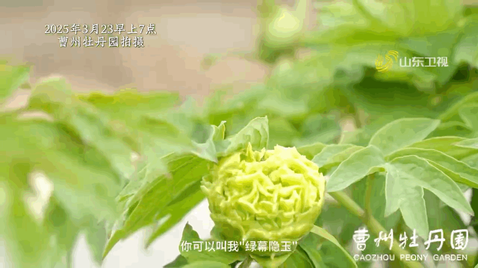 杨紫国色芳华琼台玉露照进现实牡丹花的季节已经到了，《国色芳华2》什么时候开播啊[
