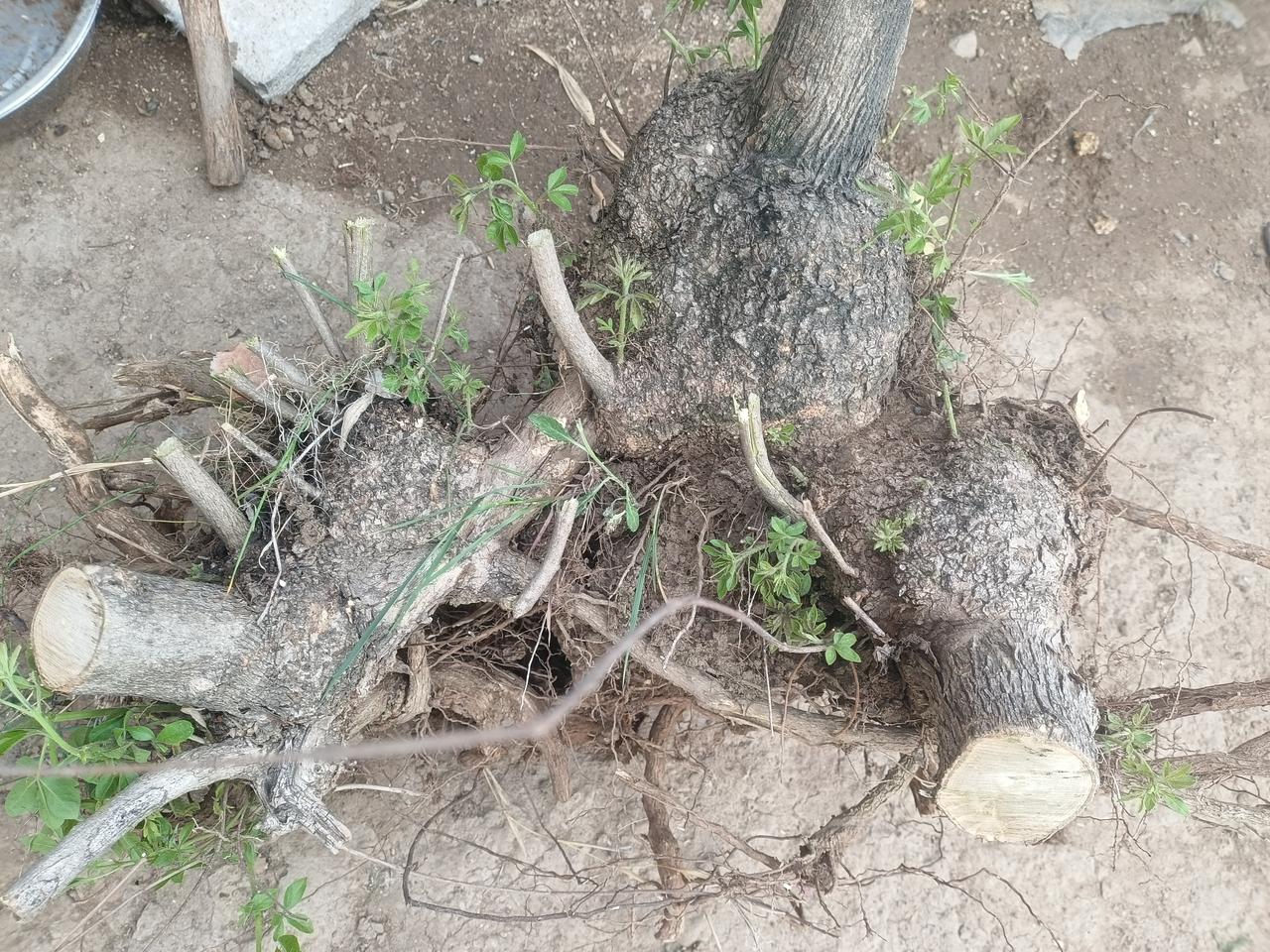 业余爱好练拳者，
就不要每天死命去训练了，
每天训练一定量，不影响上班就行了，