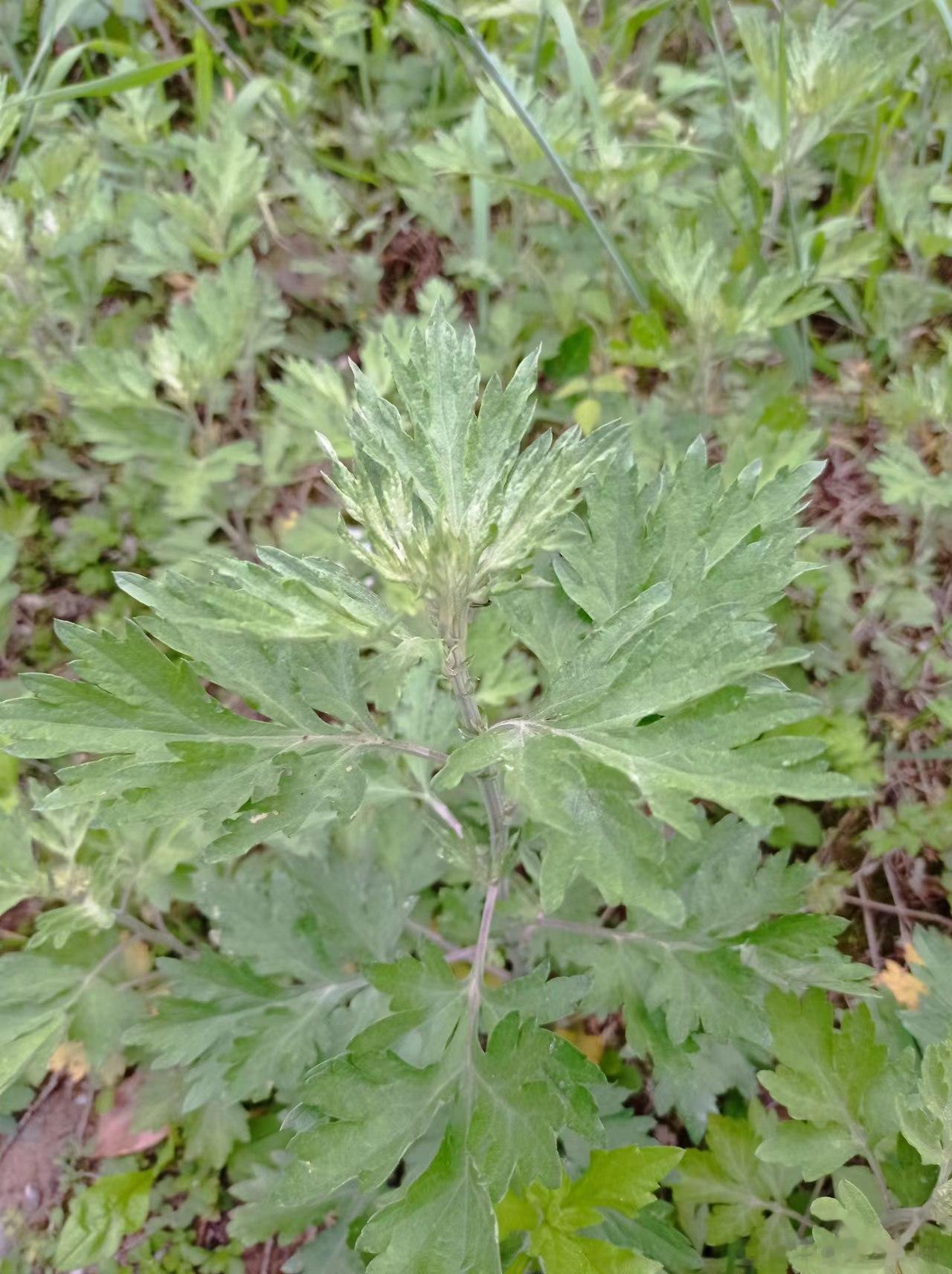 野生中药实地体验。四川艾草VS北大荒艾草。土郎中实测北大荒艾草香气要远远好于四川