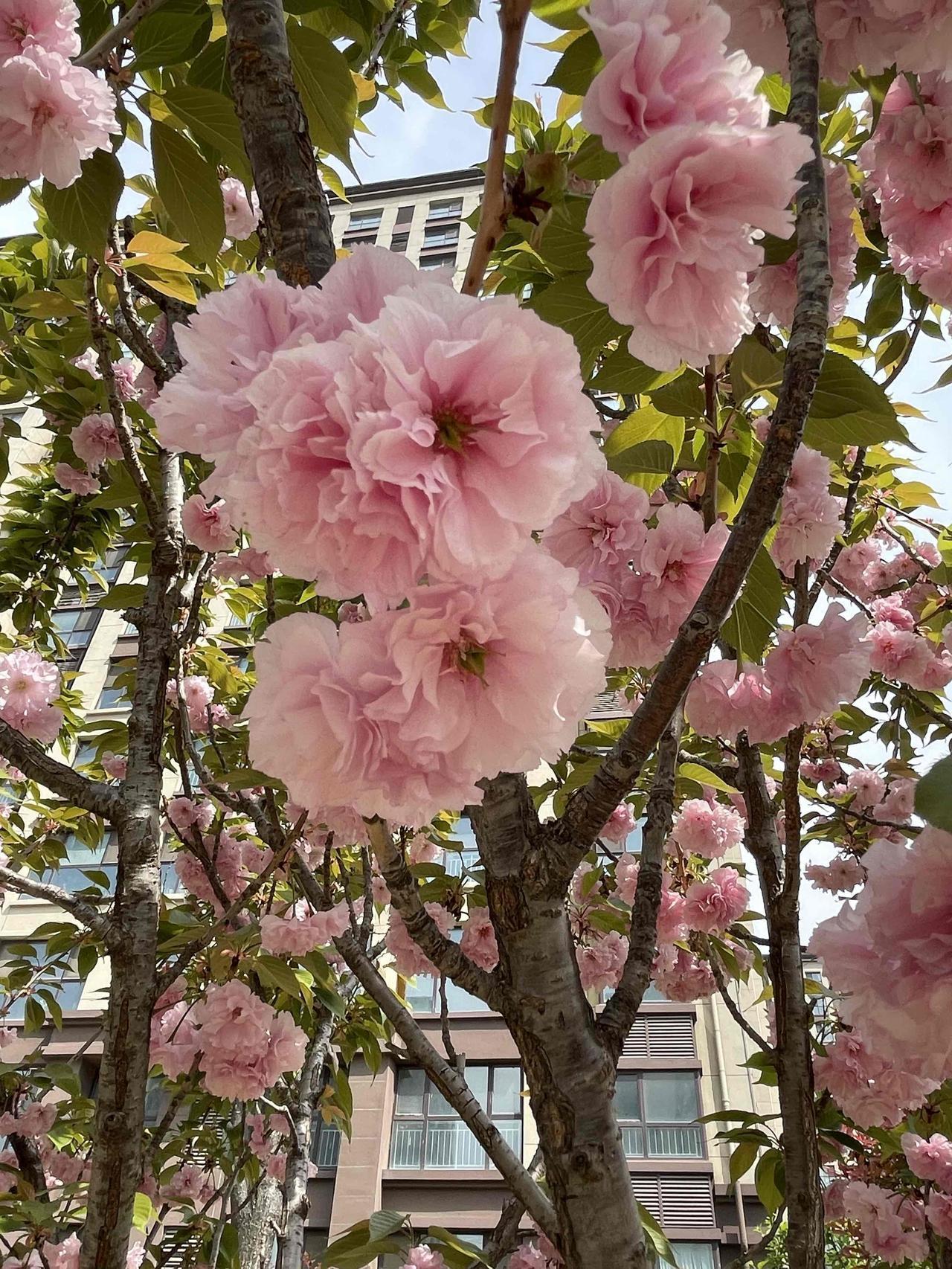 今天中午放纵了一下，
点了一份朝鲜面吃，
每次吃朝鲜面，总让我想起当年在济南上班