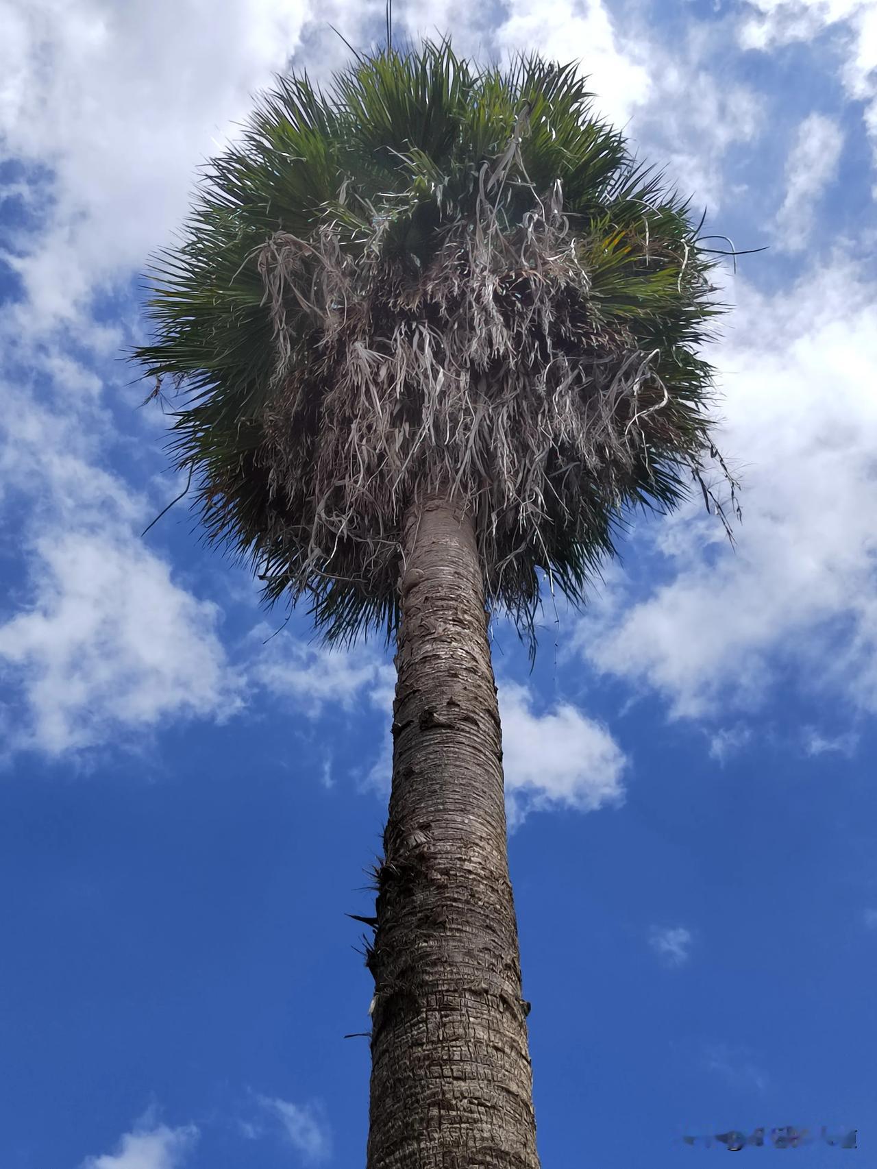 
在三亚，今天从乐天城到亚特兰蒂斯水世界，去的时候坐网约车，87块，回来时坐的出
