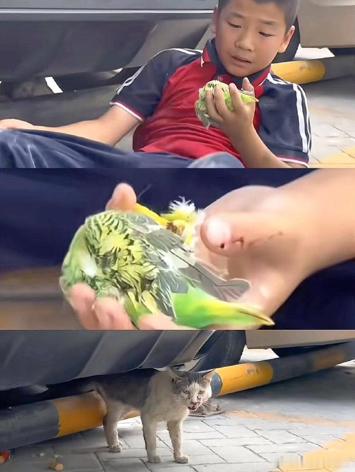 小孩哥投喂的流浪猫虐杀了他的宠物鸟鹦鹉，这堂未成年人的生命教育课效果满满 