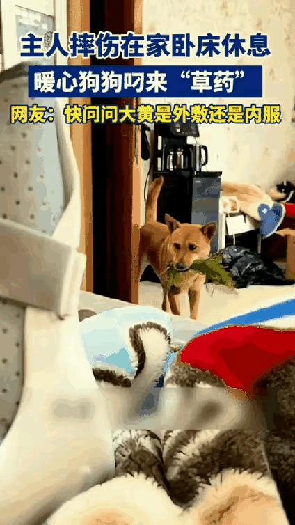 万物有灵，浙江，一男子摔伤在家养伤，家里的狗狗见主人卧床不起，竟从外面叼了一捆野