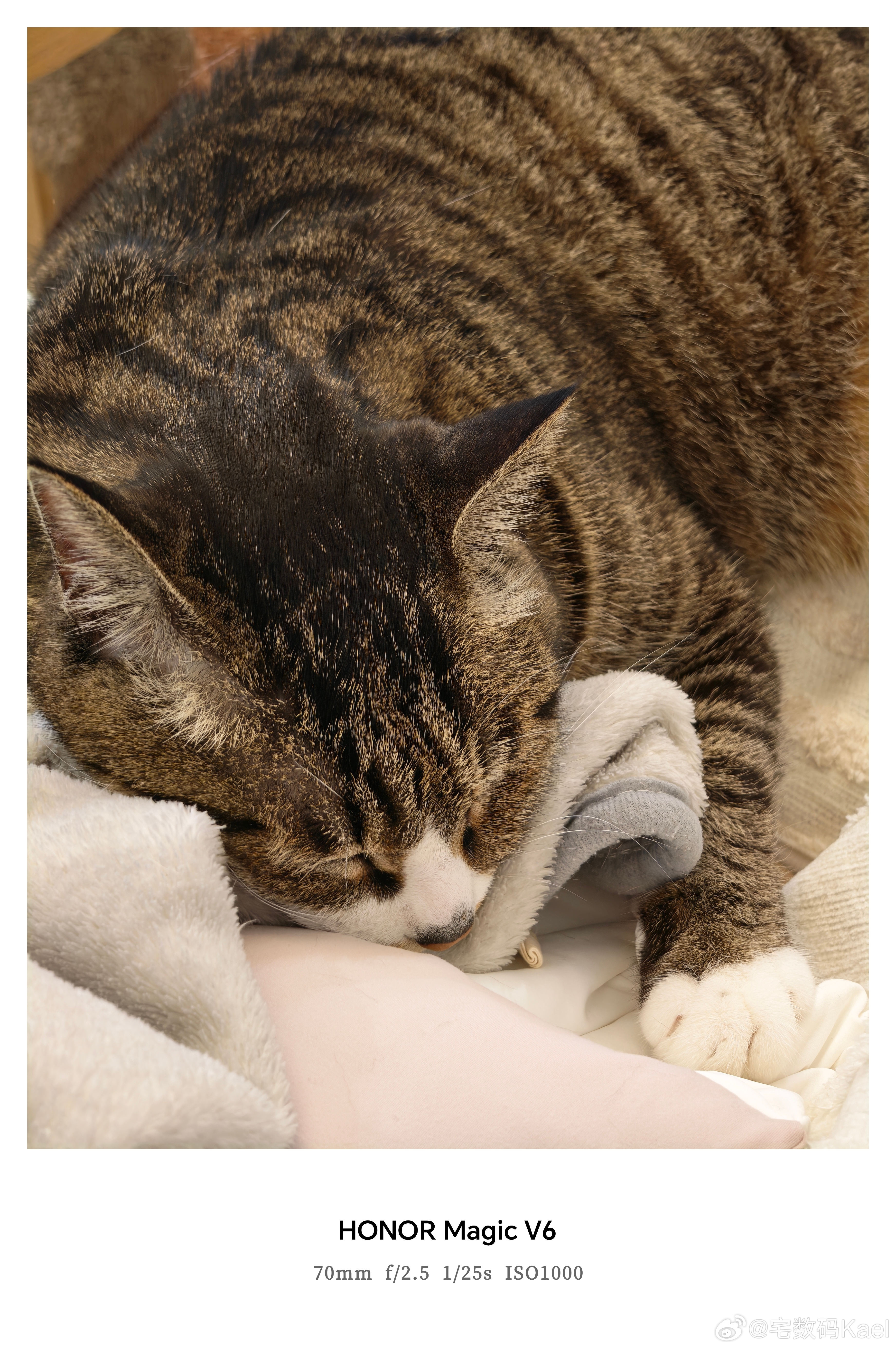 软萌萌的喵悟空，在我身边睡着了，这太可爱了