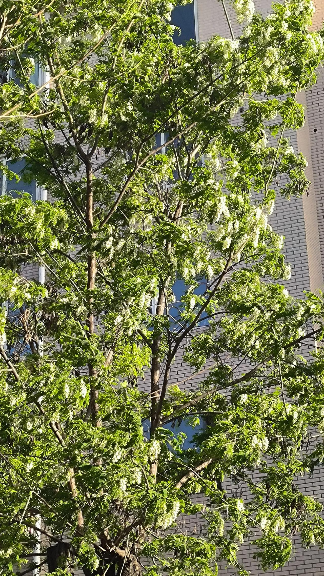 刚赏完桃红柳绿，又见槐花悄然开放。

花香沁人心脾，心里却泛起淡淡的感伤!

光