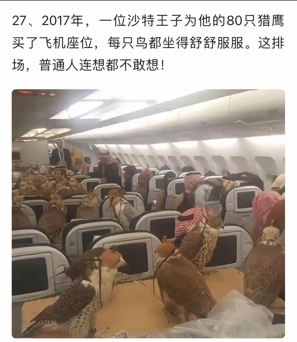 沙特王子包机80只猎鹰，奢华出行惊爆网友！