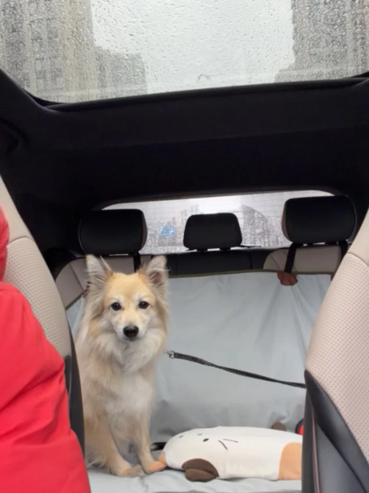今天带美女出门打狂犬疫苗了