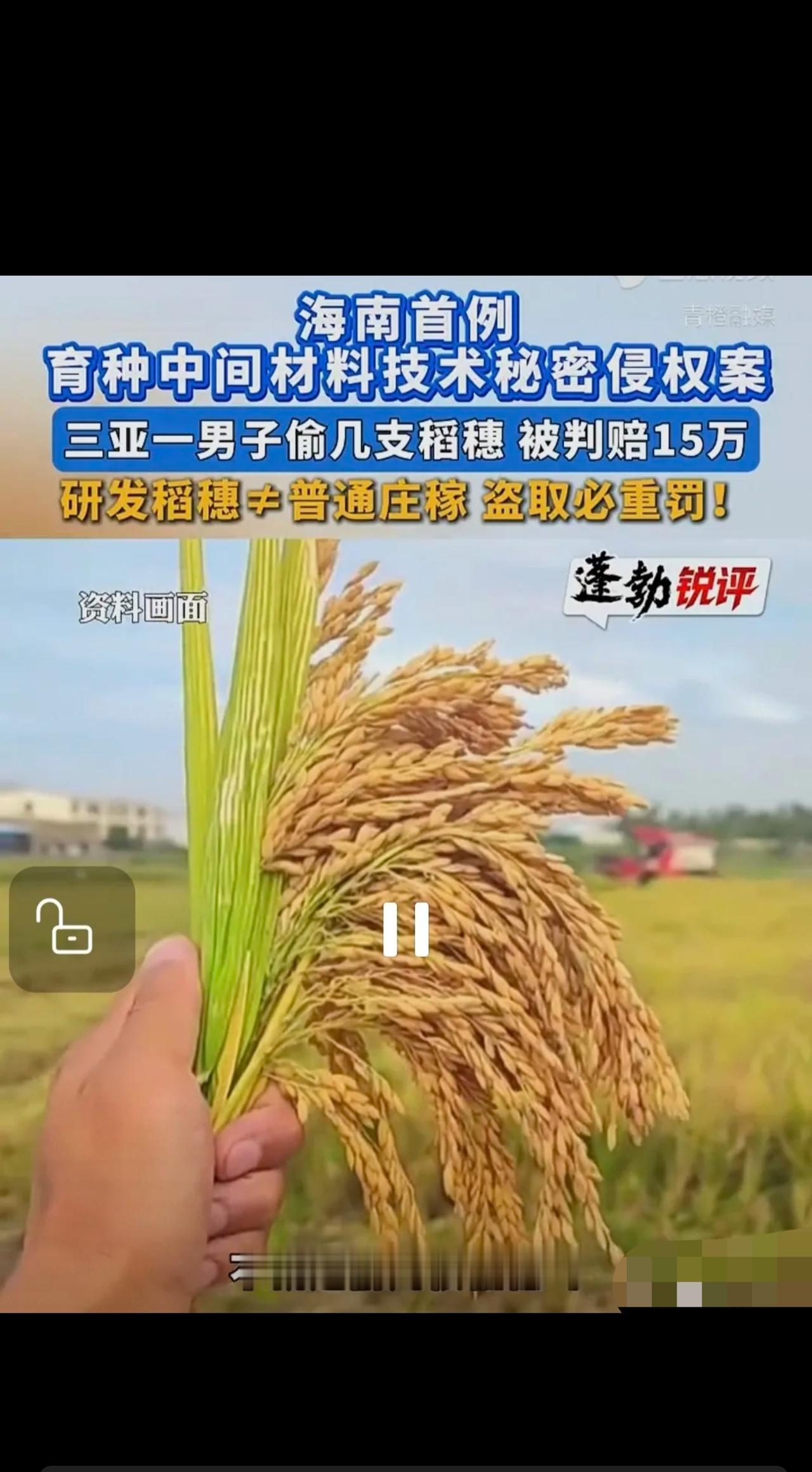 “没安好心！”海南三亚，男子偷偷潜入育种基地，偷走几支稻穗，企业发现后向他索赔5
