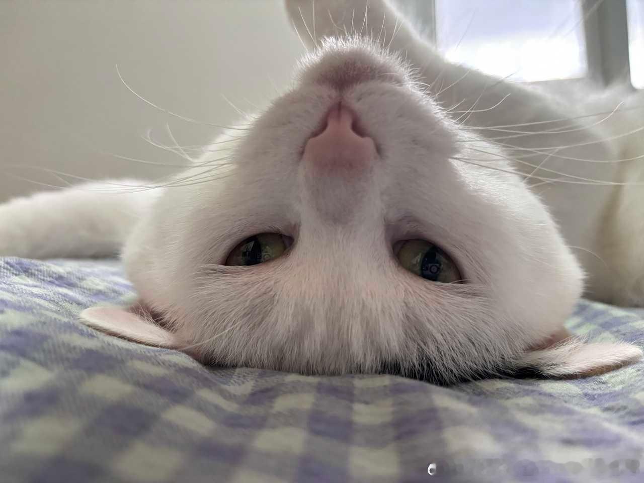 50522【丑猫】原生脸 