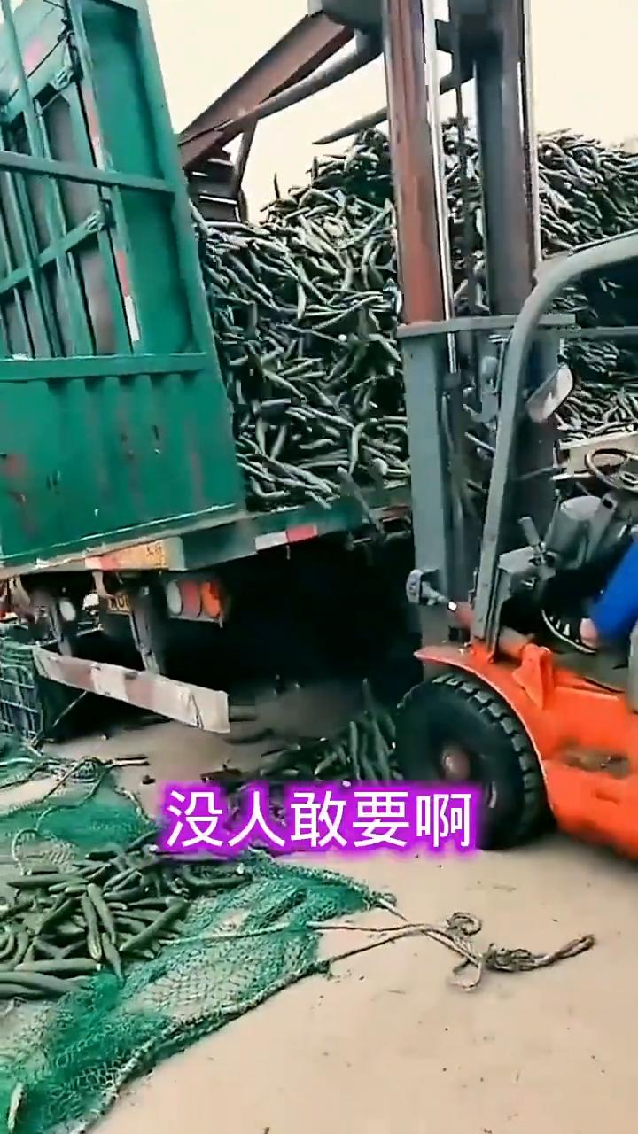 现在黄瓜贵贱的就没人敢吃，也没人敢要。又黑又绿的，各大铲车全部都扔了。现在这玩意