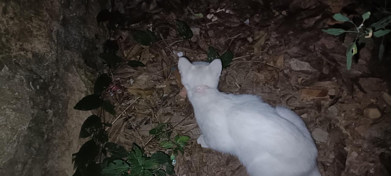 垃圾站小白猫后脖颈上的伤终于痊愈了，小奶白橘的父亲大奶白橘消失了很长一段时间，再