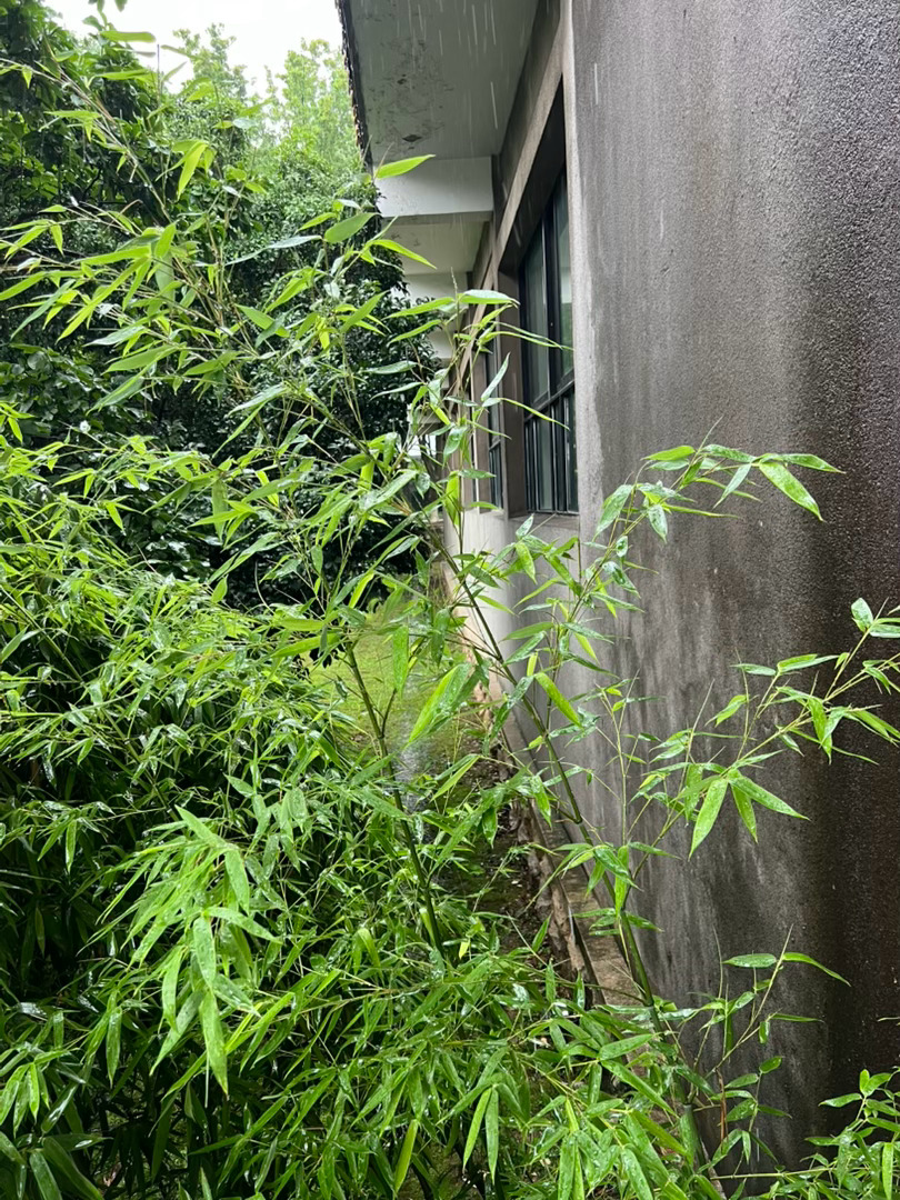雨下个不停，仿佛天漏了。目之所及尽是郁郁葱葱的浓绿，这般草木繁盛、繁花渐少的景致