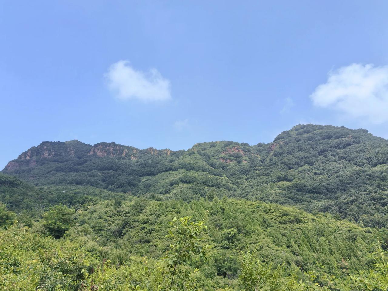 大山里的花花草草
～拍摄于平谷太后村
一、石竹花
这里的野生石竹花非常漂亮。
外