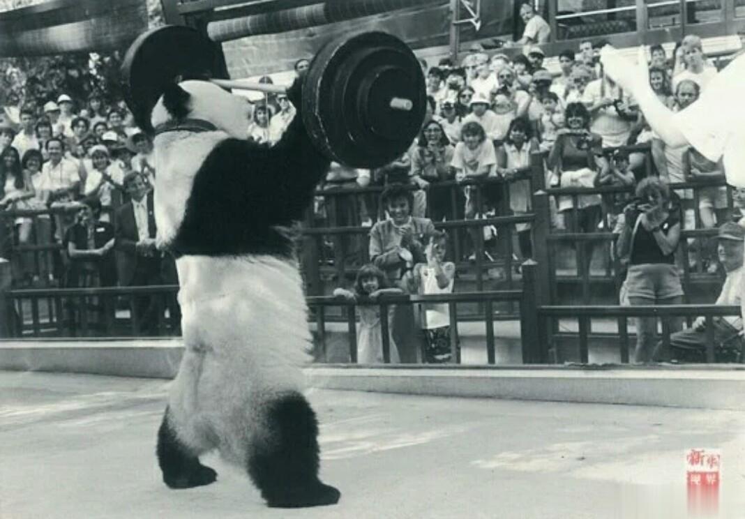 1987年熊猫巴斯从中国美国圣地亚哥进行了半年的表演，观众每天排队几公里、站立5