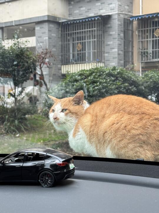 起猛了 偶遇一辆“巨”猫