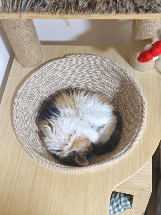 建议所有的猫爬架都把太空舱换成这个