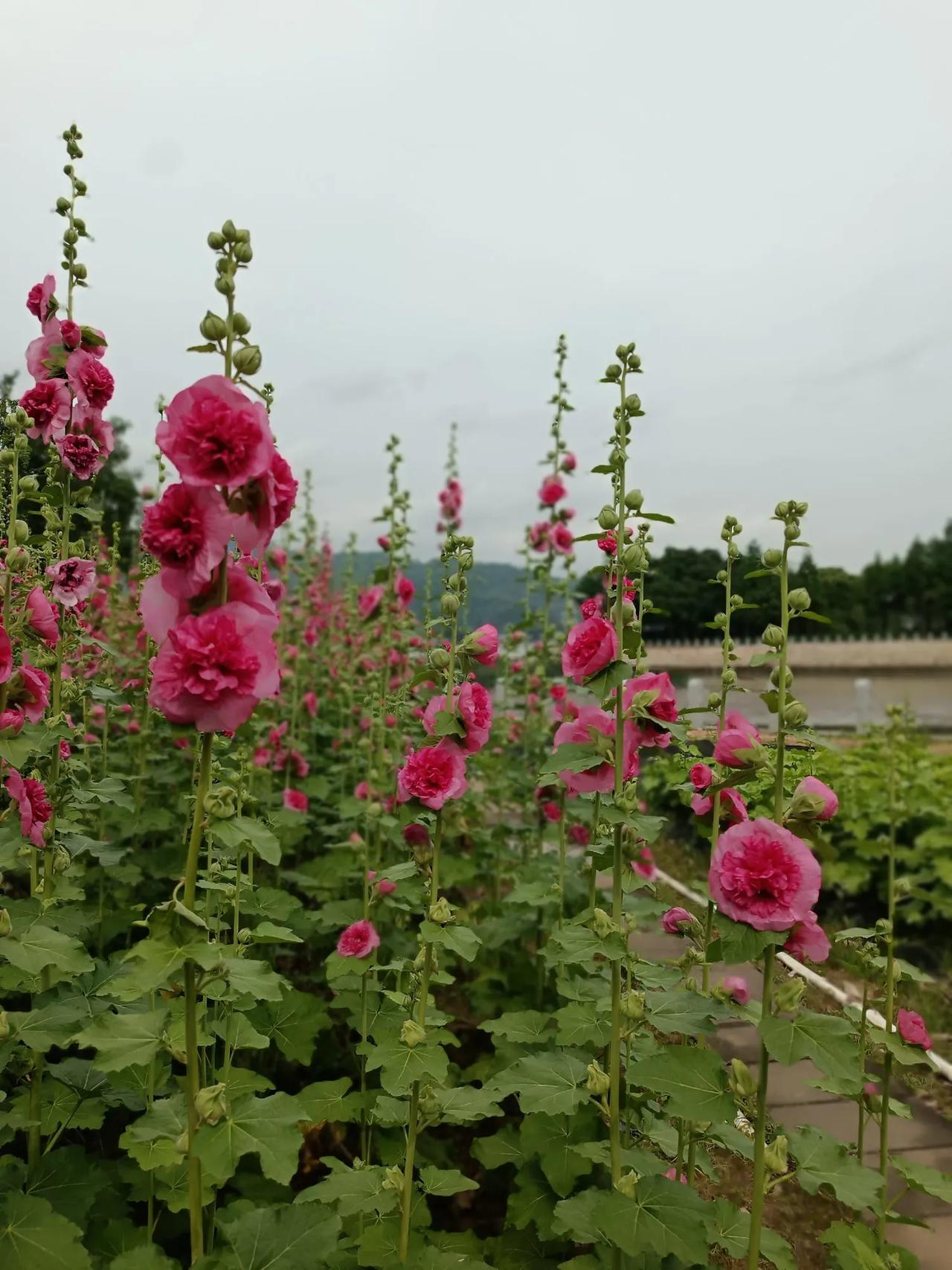 分享城市新鲜事福州花海公园姹紫嫣红花的海详