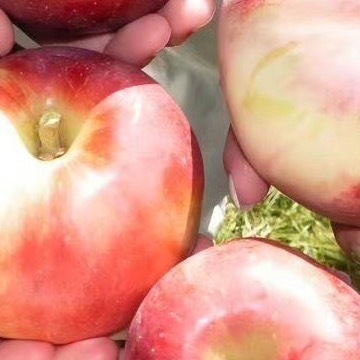 每日一善一个人的宽容，来自一颗善待他人的心。一个人的涵养，来自一颗包容的心。一个