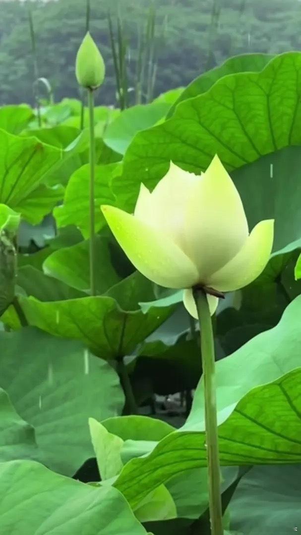 兄弟姐妹们大家早上好，起来了就集合点赞➕评论888 