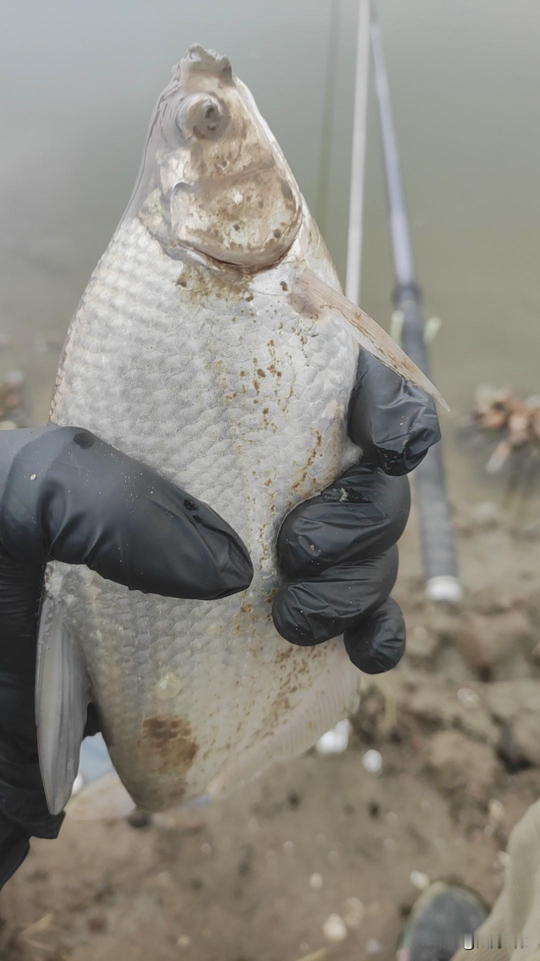 碰到这种钓友那是真头疼。
抛了没三竿就开始叫没口，口差。恨不得下竿就有鱼追着咬。