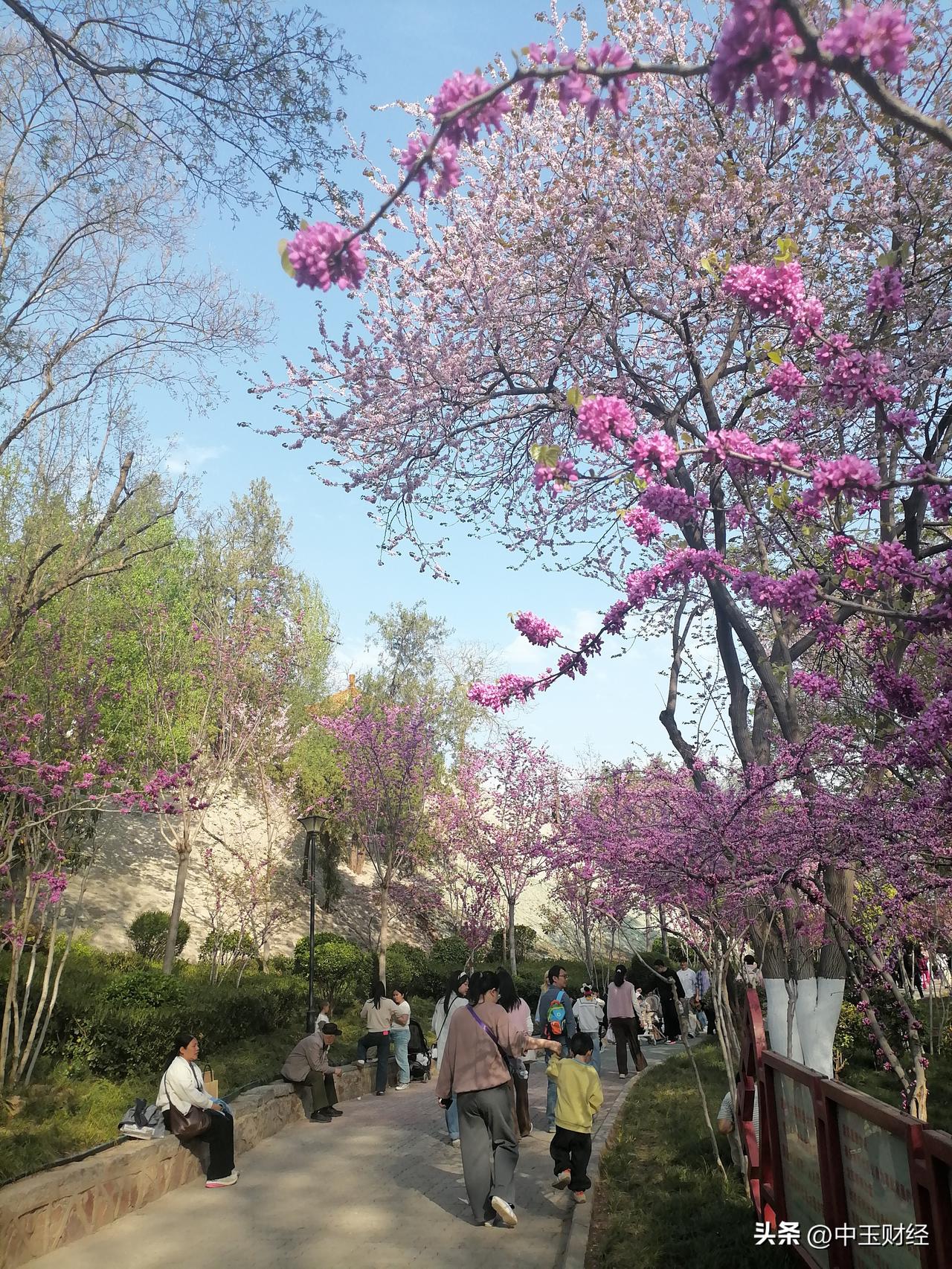 晒出你的本地生活紫荆山公园的紫荆花，盛开了！最好的欣赏季节，看看那动人以及姹紫嫣