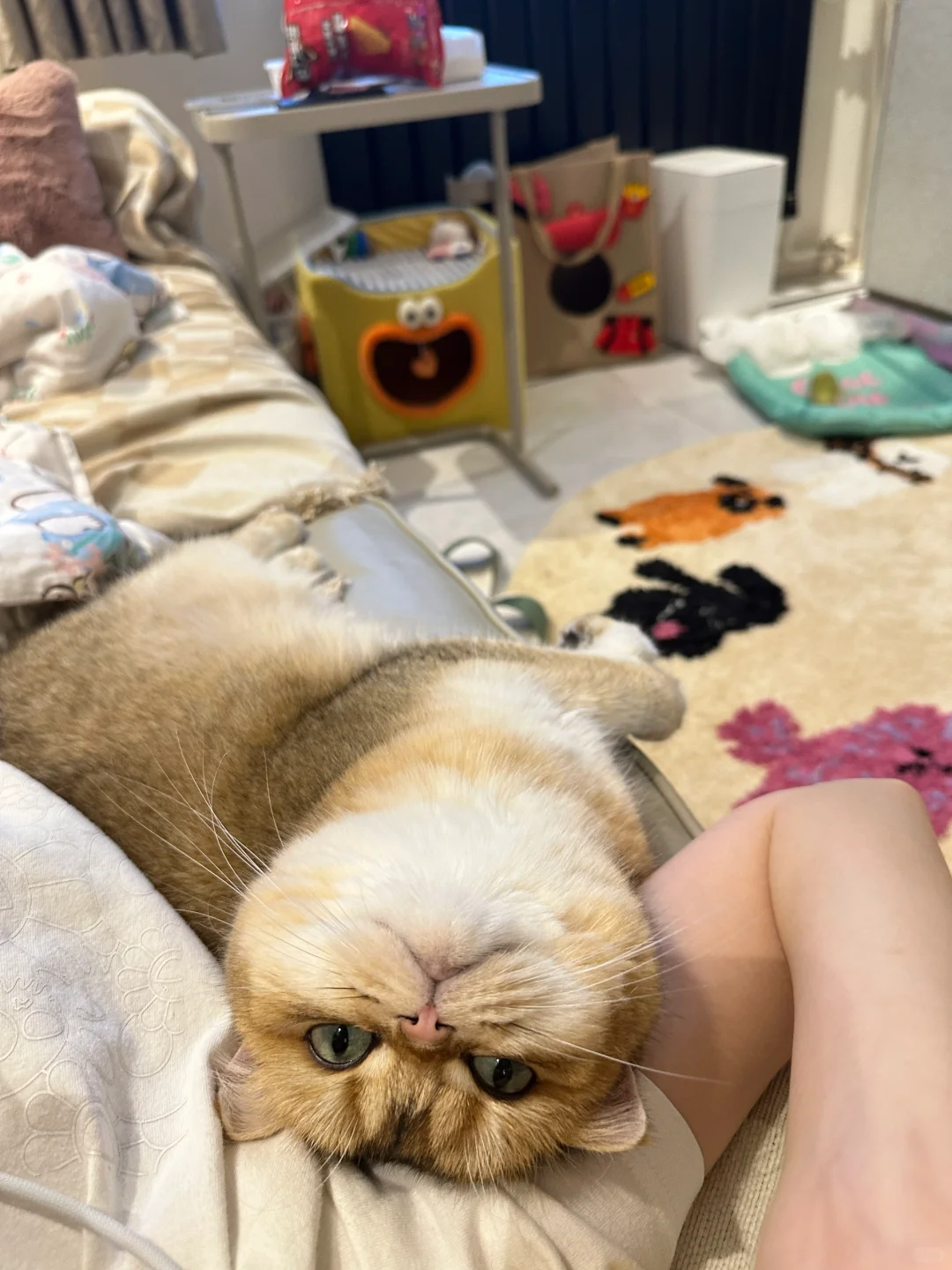 我的猪八噜嘻嘻