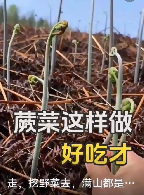 春日山野珍味，鲜嫩蕨菜正当时
 
春雨过后，山间长满毛茸茸的蕨菜，蜷缩的嫩芽像一