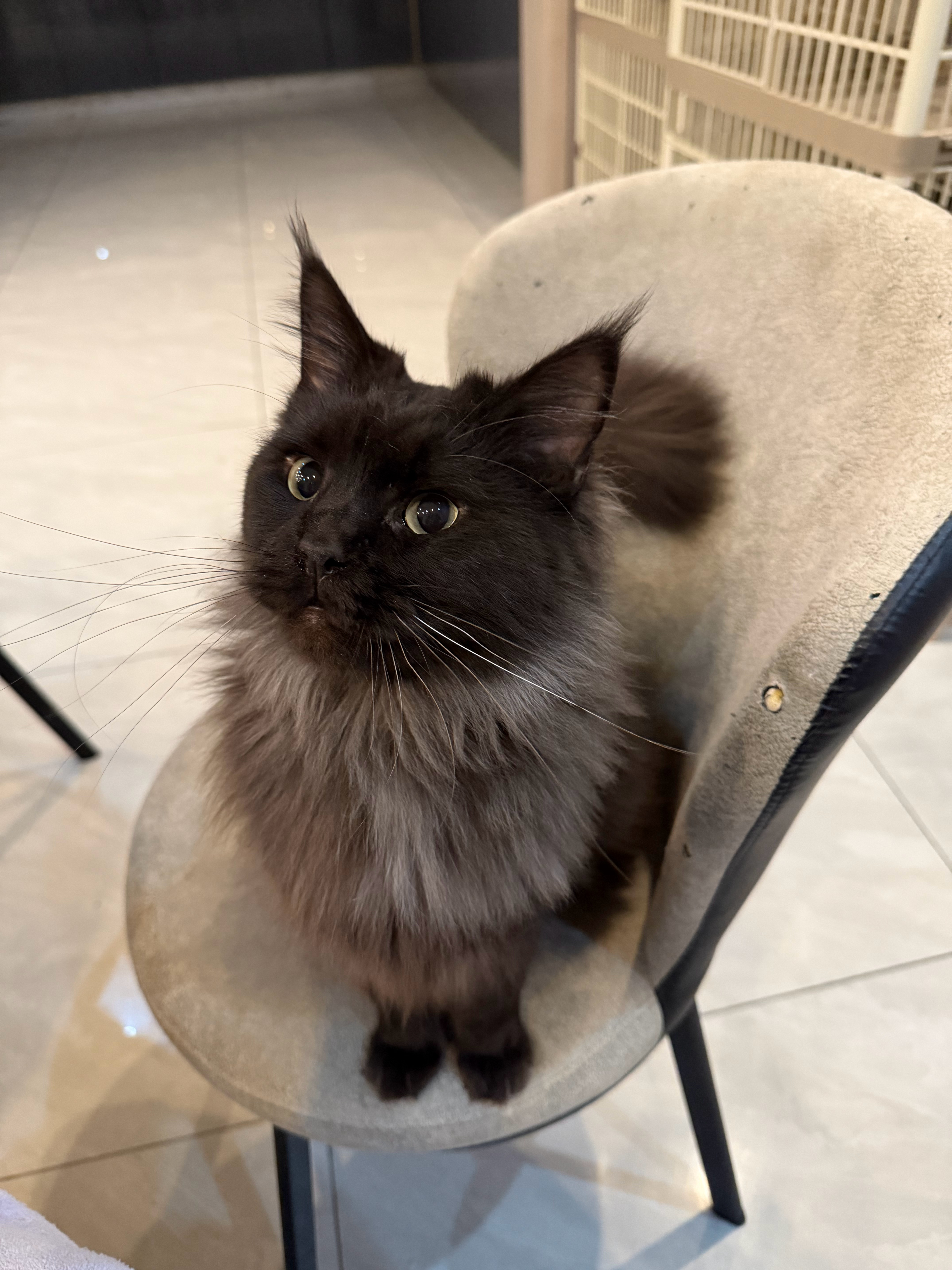 怎么会有黑猫剃完毛以后，重新长出来的毛就没那么黑了？[融化][融化] ​​​