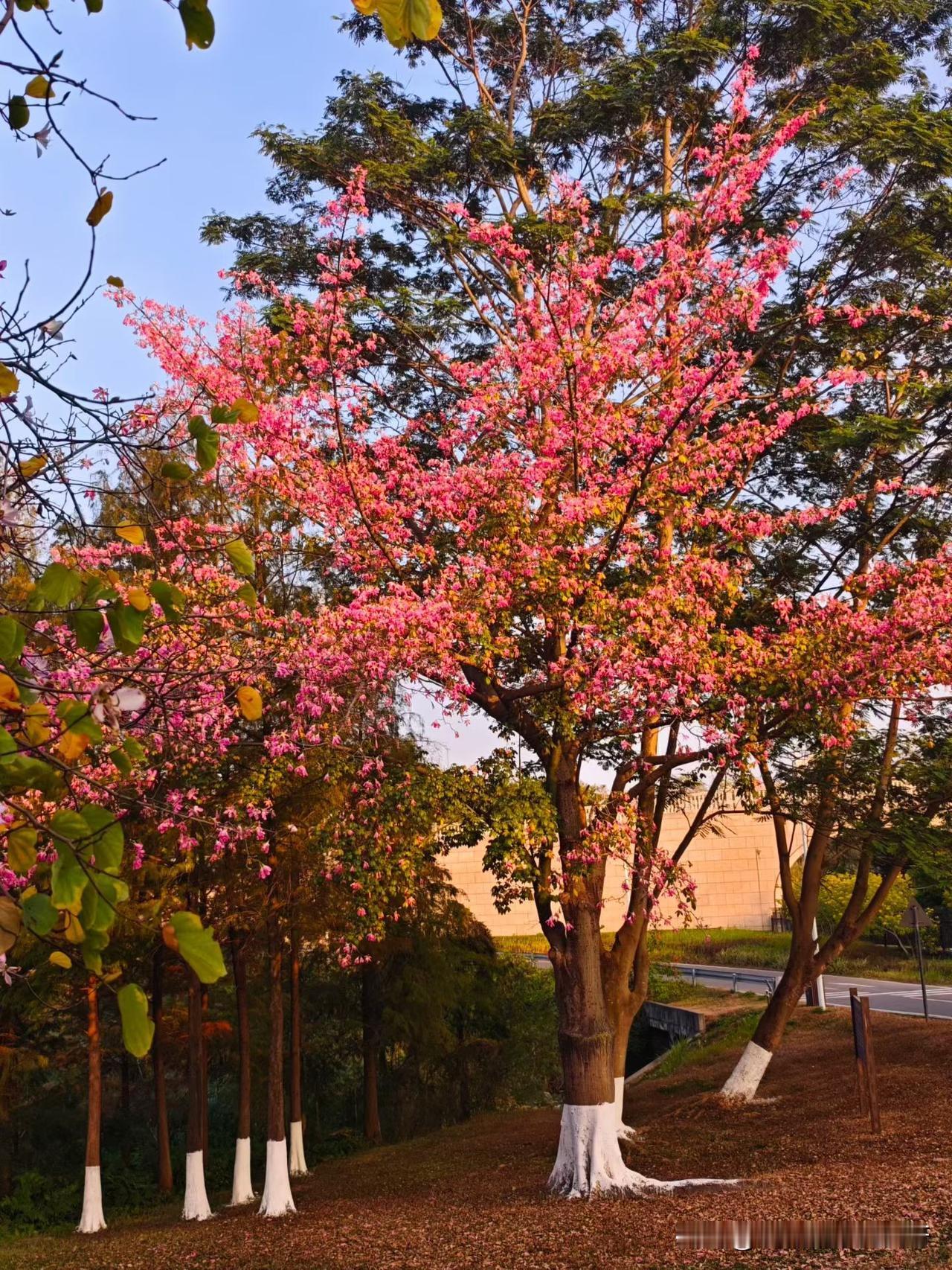 我还是喜欢来头条，虽然流量时高时低，收益时有时无，但是收获了很多贴心的朋友，虽然