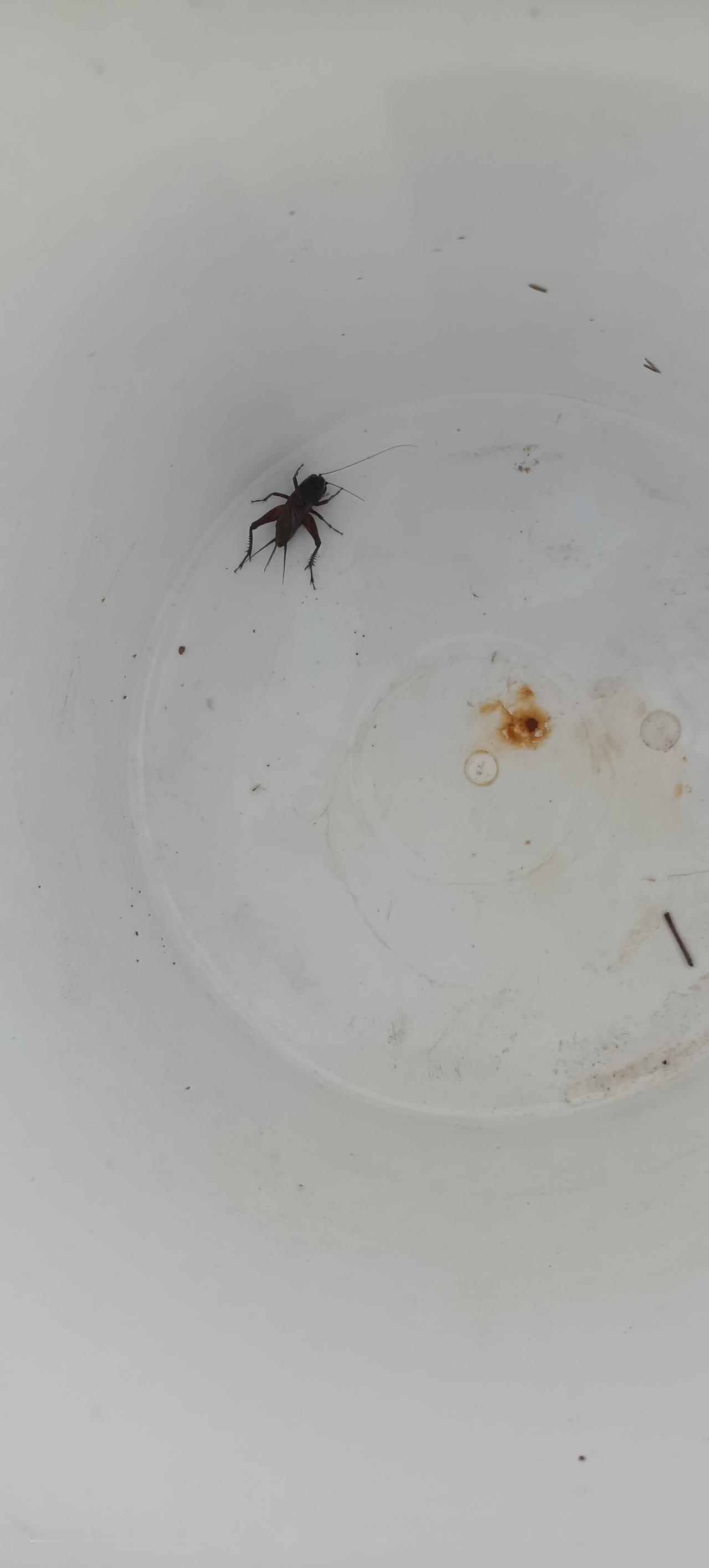 蛐蛐🦗
休班本来只想在家瘫着吹空调，傍晚绕着老小区的围墙根晃，听见砖缝里飘出一