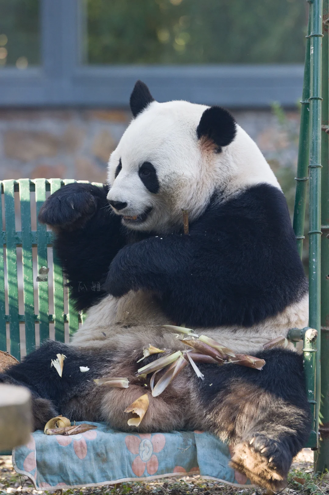 小鸟朋友快来一起吃呀（温暖又善良的么么