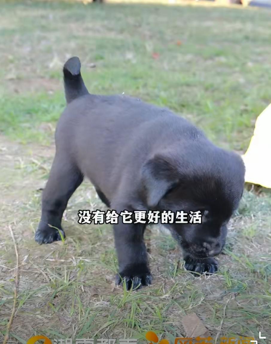 为了改善伙食，就把别人家小狗“李逵”给吃了，看视频，这就是一只小奶狗啊，也真的是