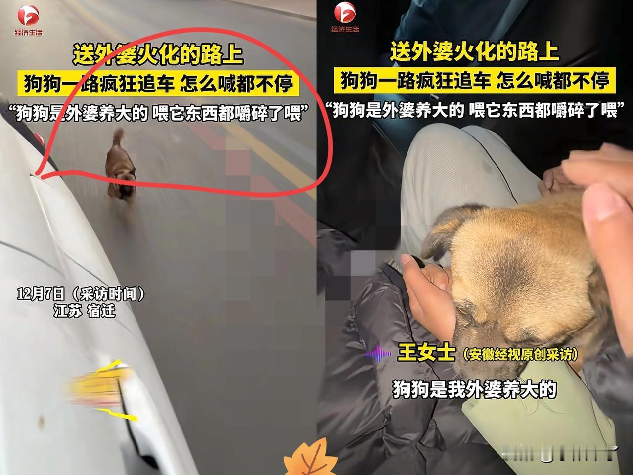 太有灵性了！江苏一老人离世，家人将其送去火化，没想到，车子刚启动，老人养的小狗就