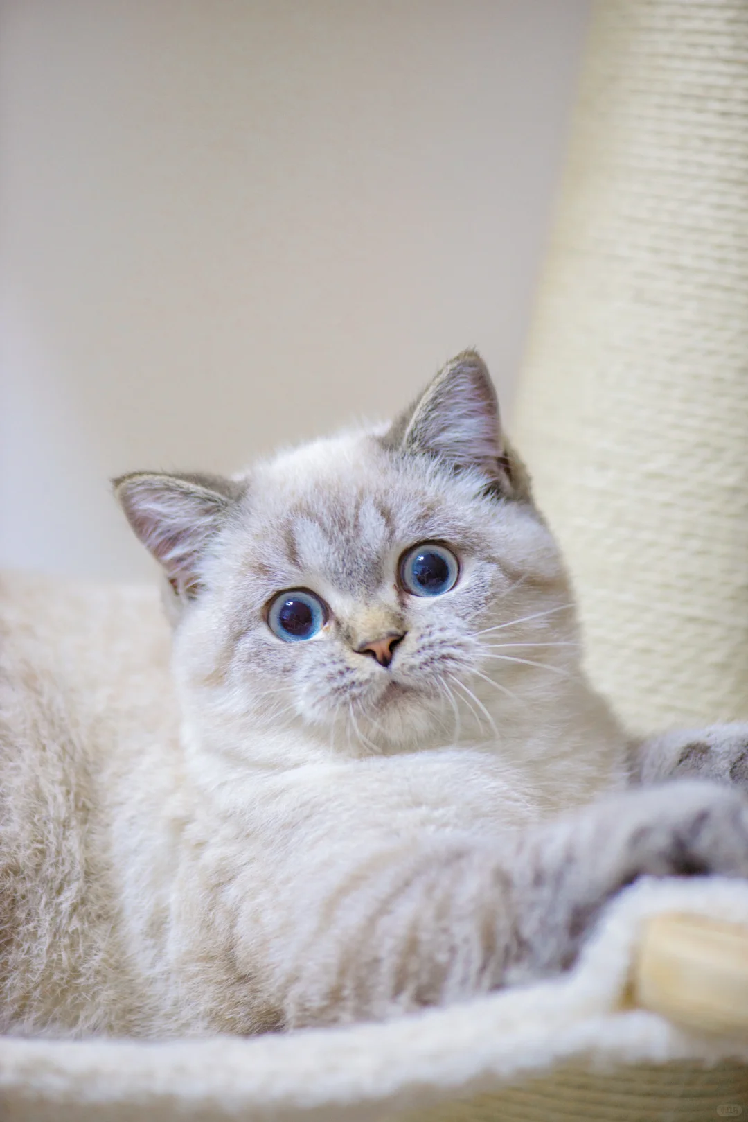 山猫英短|这都拿不下你？