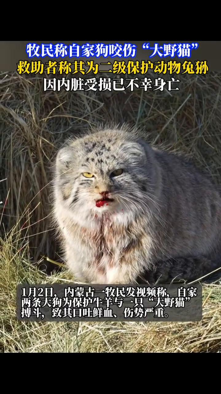 牧民称自家狗咬伤"大野猫"，救助者称其为二级保护动物兔狲，因内脏受损已不幸身亡。