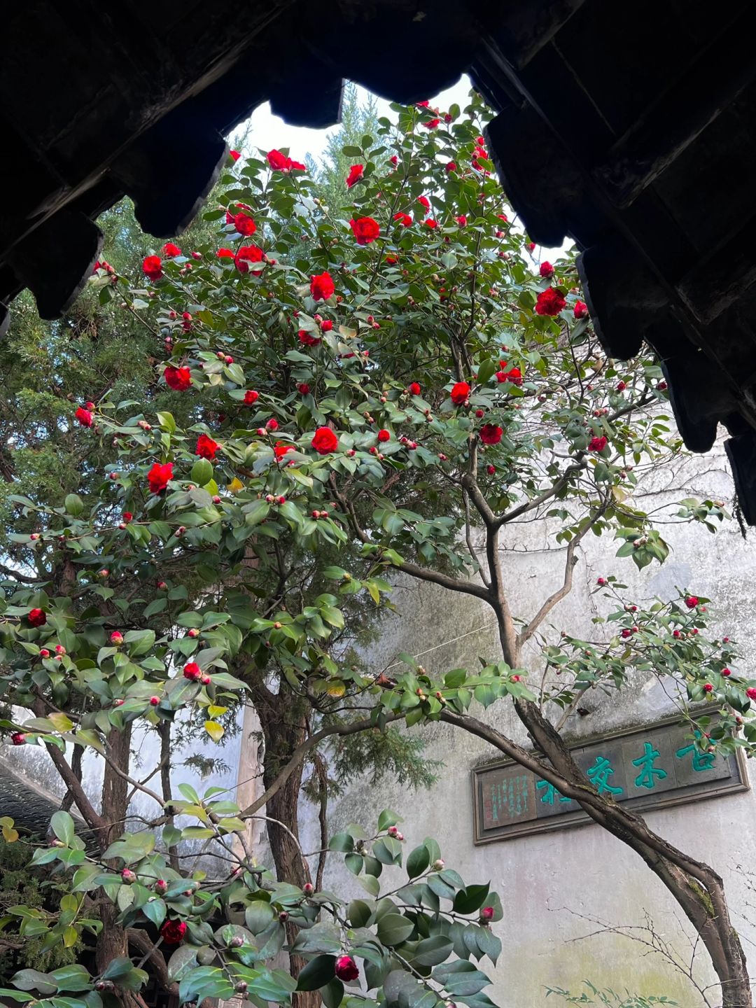 春游记🌺苏州留园的百年山茶花开啦‼️
