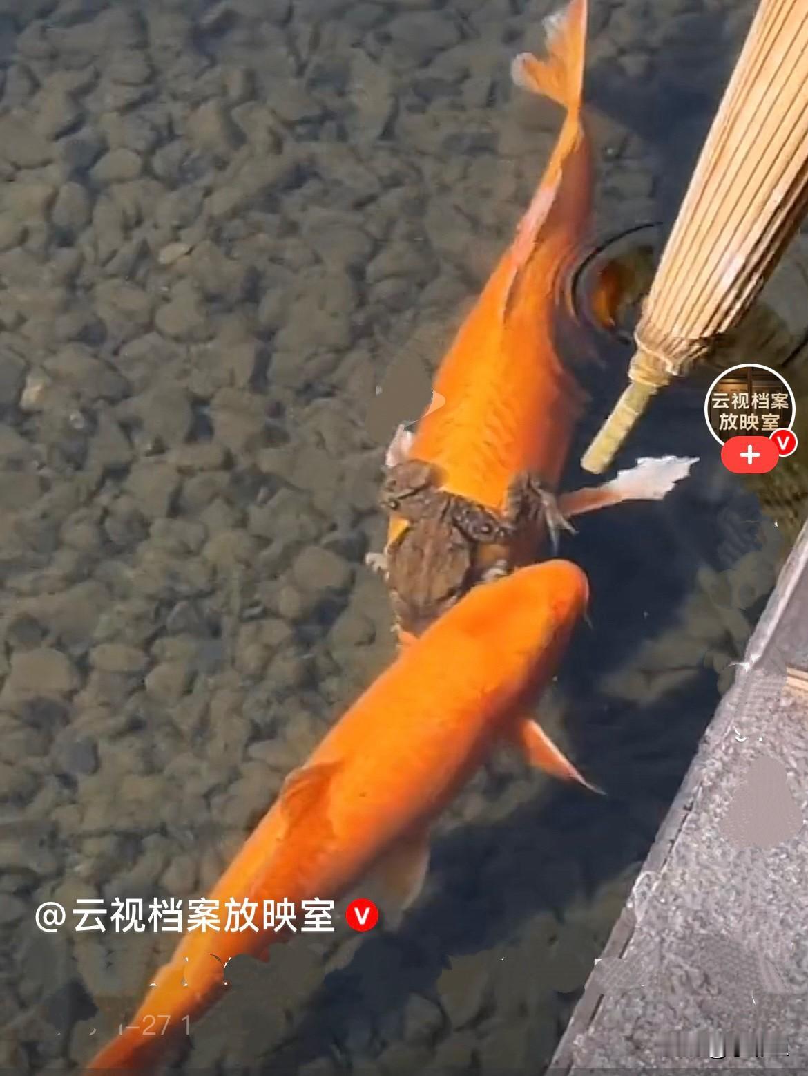 近日，四川一公园内，河里有鱼在自在的游着，游客看见有一只鲤鱼的头上有一只蟾蜍，也