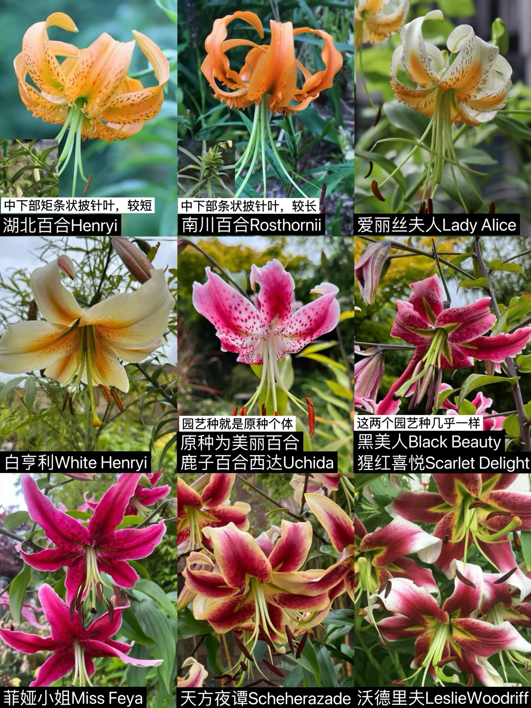 【图鉴】美丽百合和湖北百合一脉脸谱图集